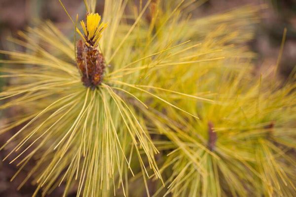 Pinus densiflora  Aurea  Golden Japanese Red Pine Tree Online now - Image 2