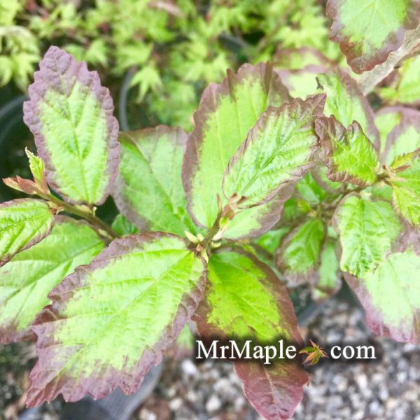 Parrotia persica  Persian Spire™  Columnar Persian Ironwood Sale - Image 3